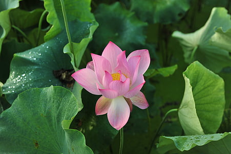 selective focus photo of pink lotus in bloom thumbnail