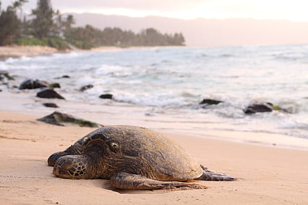 sea turtle nesting on brown sand thumbnail