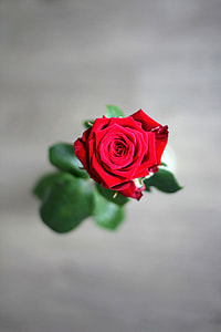 selective focus photo of red rose thumbnail