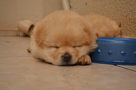 cream chow chow puppy sleeping beside blue bowl thumbnail