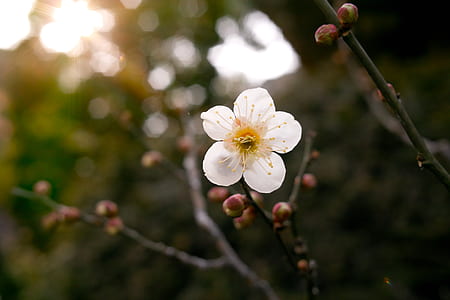 selective focus photography of white petaled flower thumbnail