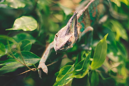 green and brown reptile thumbnail