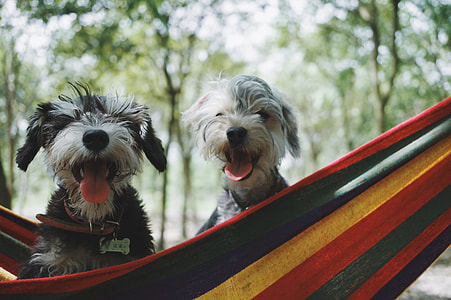 two miniature schnauzers on hammock during daytime thumbnail