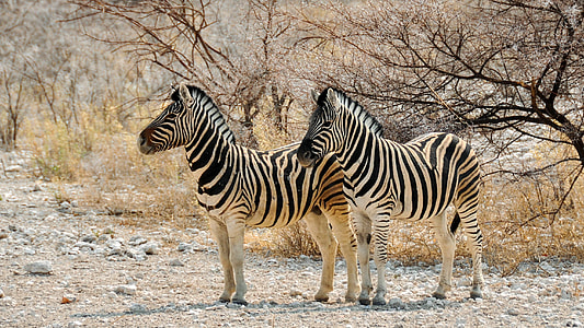 selective focus photography of two zebras on forest thumbnail