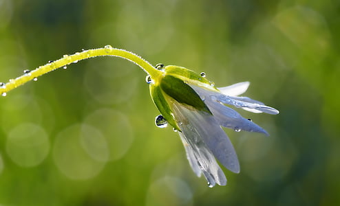photography of white flower thumbnail