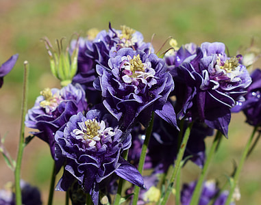 Rain-Wet Columbine, Rain Drops thumbnail