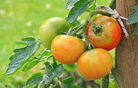 selective focus photography of tomato thumbnail
