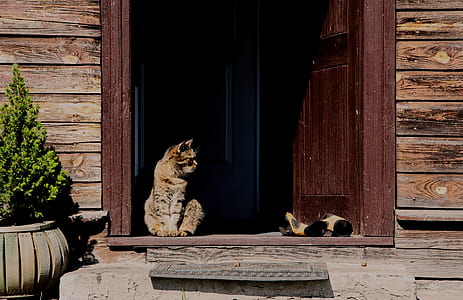 cat sitting on doorway thumbnail