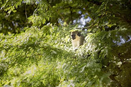 monkey near tree thumbnail