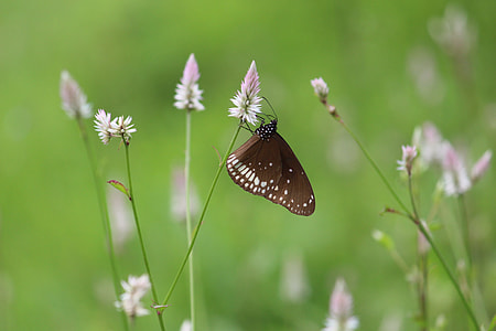 butterfly on flower thumbnail