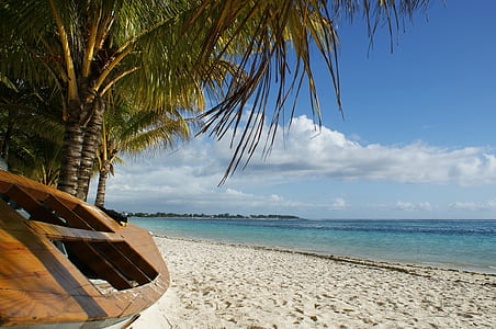 sea beside coconut trees thumbnail