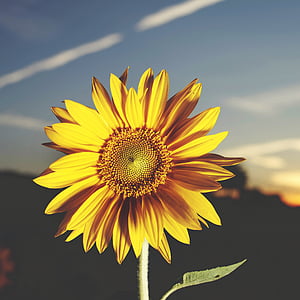 closeup photography of yellow sunflower in bloom thumbnail
