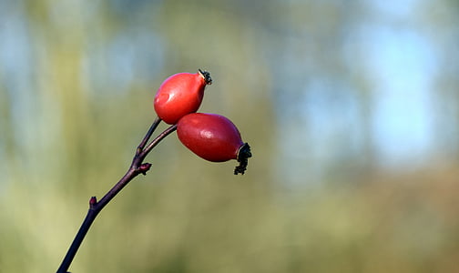 shallow focus photography of red fruit thumbnail