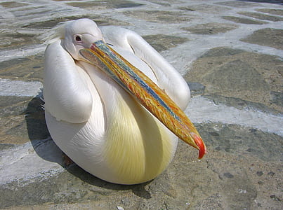 white pelican on ground thumbnail