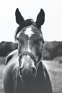 horse grayscale photography thumbnail