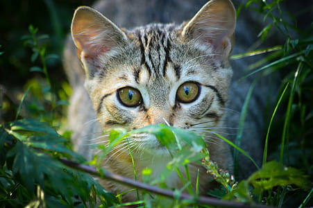 selective focus photography of grey tabby kitten thumbnail