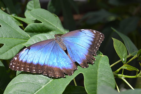 closeup photography of morpho butterfly on green leaf thumbnail