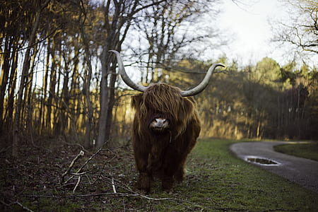 brown yak beside trees thumbnail