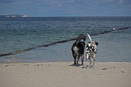 two medium short-coated black and white dogs on seashore under blue sky during daytime thumbnail