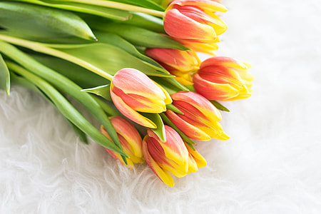 Bouquet of Kees Nelis Tulips on White Synthetic Pelt thumbnail