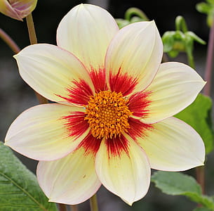 white and red petaled flower macro photography thumbnail