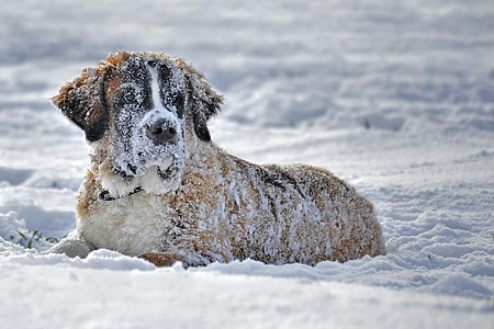 adult Saint Bernard on snow thumbnail