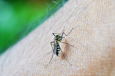 macro photography of tiger mosquito on human skin thumbnail