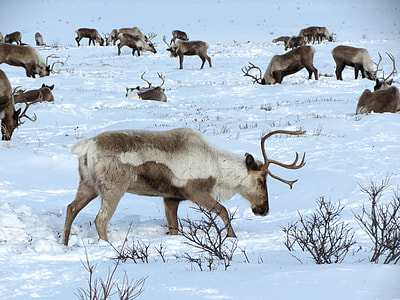 white reindeer on snow land at daytime thumbnail
