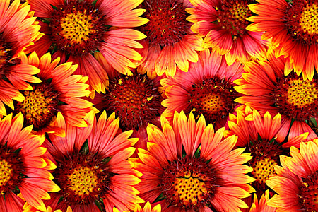 Red flowers background thumbnail