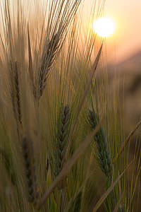 selective focus photography of green plant thumbnail
