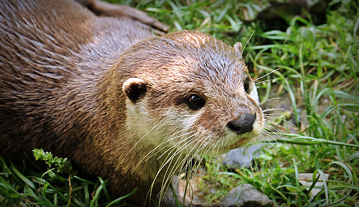 brown and beige fur animal thumbnail