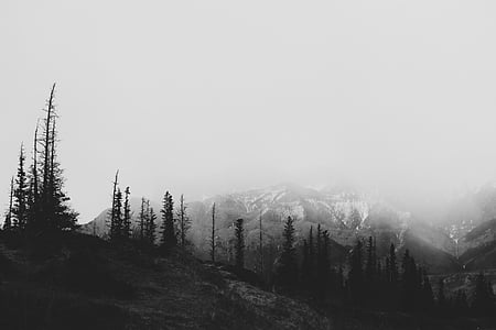 silhouette photo of pine trees thumbnail