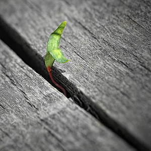 green plant in the center of grey plaks thumbnail