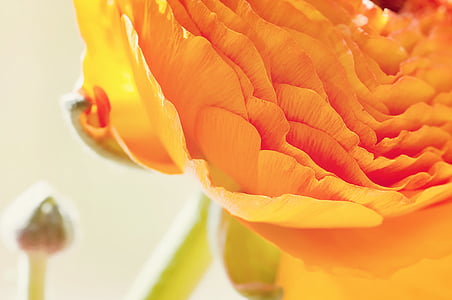 orange ranunculus flower closeup photography thumbnail
