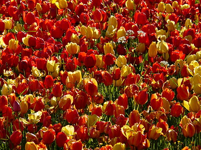 red and yellow flowers during daytime thumbnail