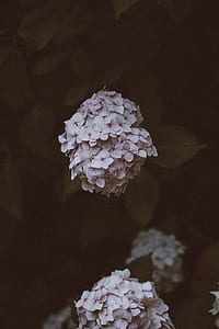 focus photo of pink petaled flowers thumbnail