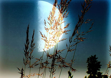 painting of grass and half moon thumbnail