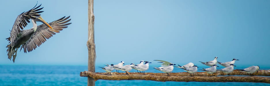 pelican flying near birds resting on fence thumbnail