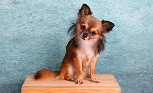adult long-haired sable Chihuahua thumbnail