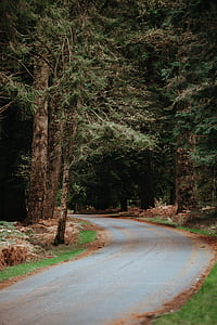 gray concrete road near green tree thumbnail