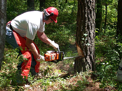 man cutting tree using red and black chainsaw thumbnail