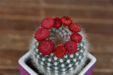 black and white cactus with red petaled flowers thumbnail