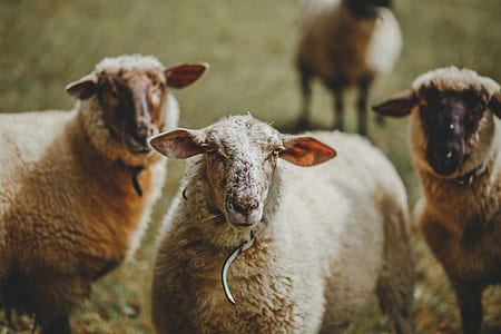 herd of sheep on grassland thumbnail