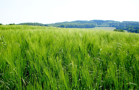 wheat field at daytime thumbnail