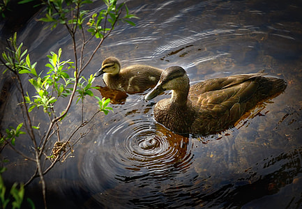 gray and black mallard duck with duckling swimming near green leaf plant thumbnail