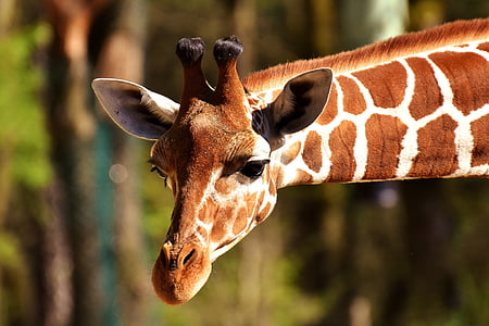 giraffe near trees thumbnail