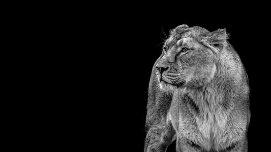 grayscale photography of a lioness thumbnail