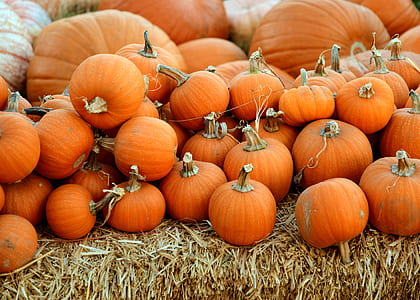 orange pumpkin lot thumbnail