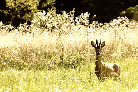 deer standing on grass thumbnail