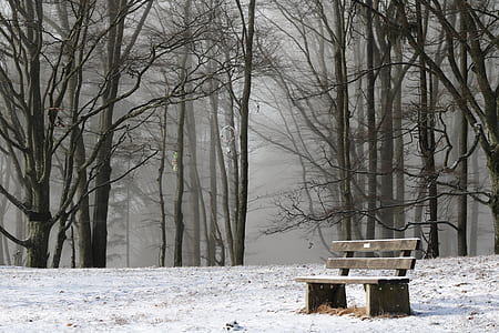 brown wooden bench near forest thumbnail